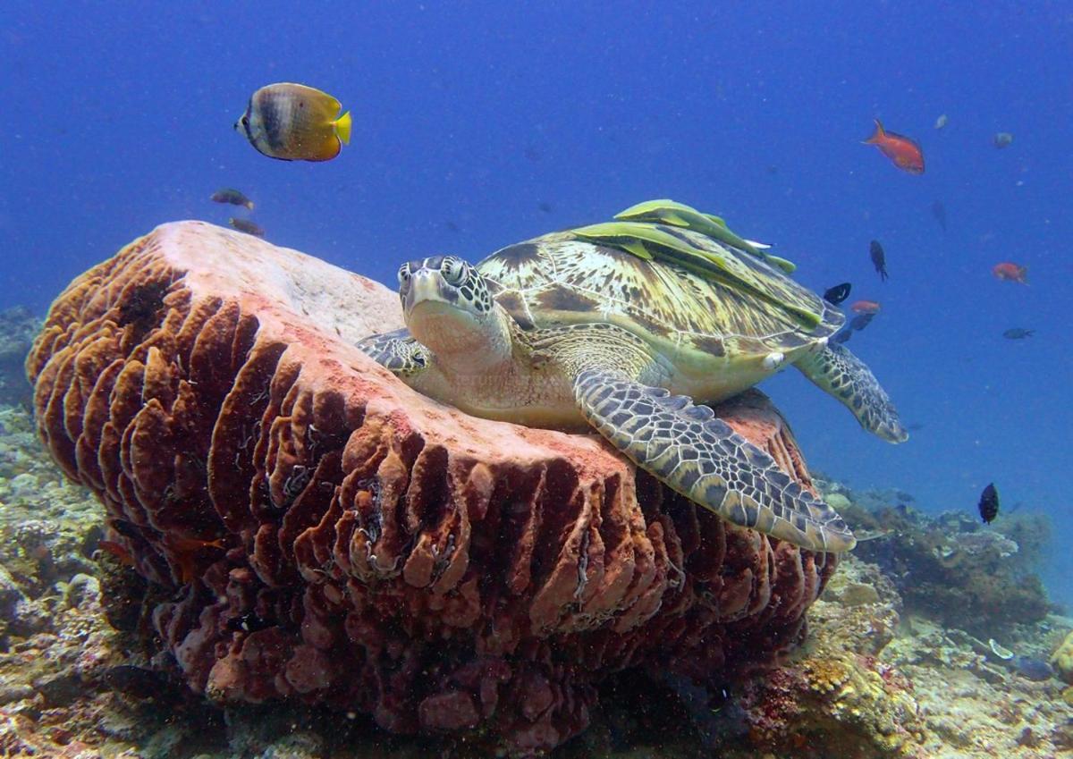 Anema Wellness & Resort Gili Lombok - Diving Center Padi Tanjung  Dış mekan fotoğraf